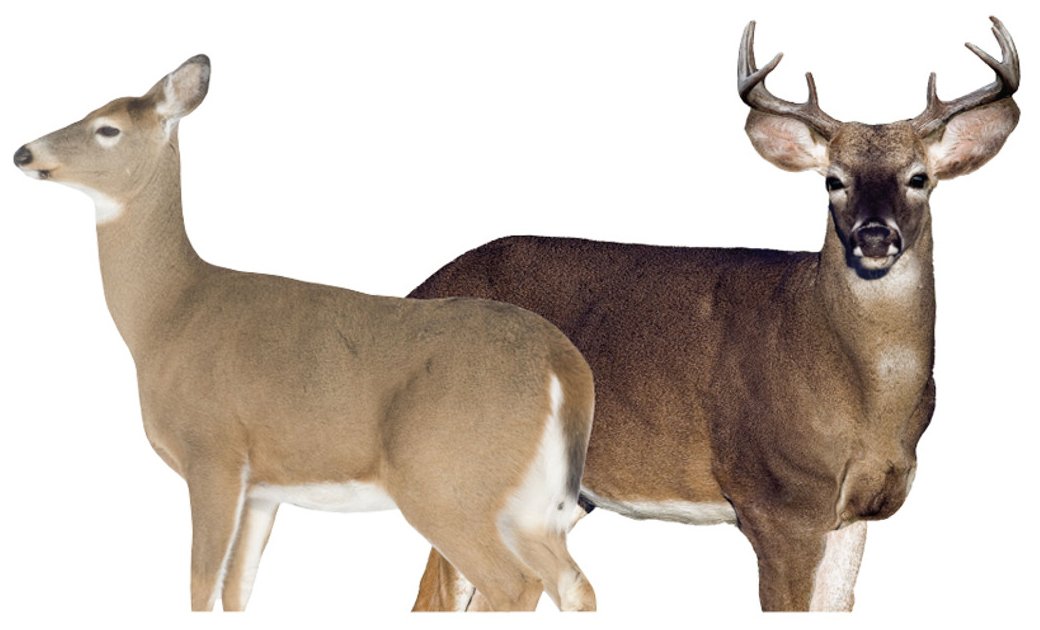 Montana Decoy 30 Dreamteam Buck/Doe Combo, Foldable, Easy Transport