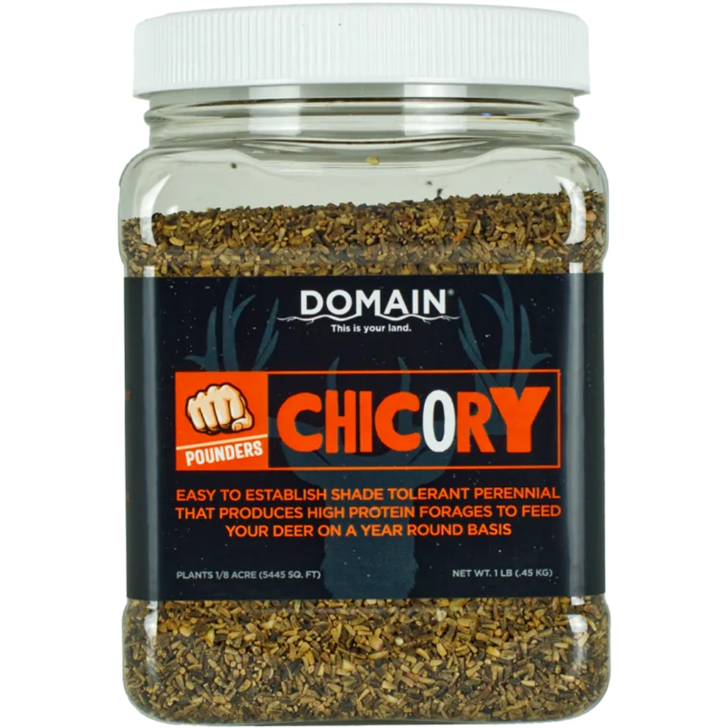 Domain DCS1LB Chicory Seed 1 lb, Drought-Resistant, High Protein, Perennial - Domain