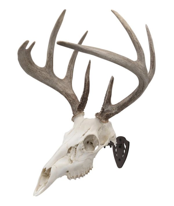 Allen 7228 EZ Mount Skull Hanger Brown - Allen Company