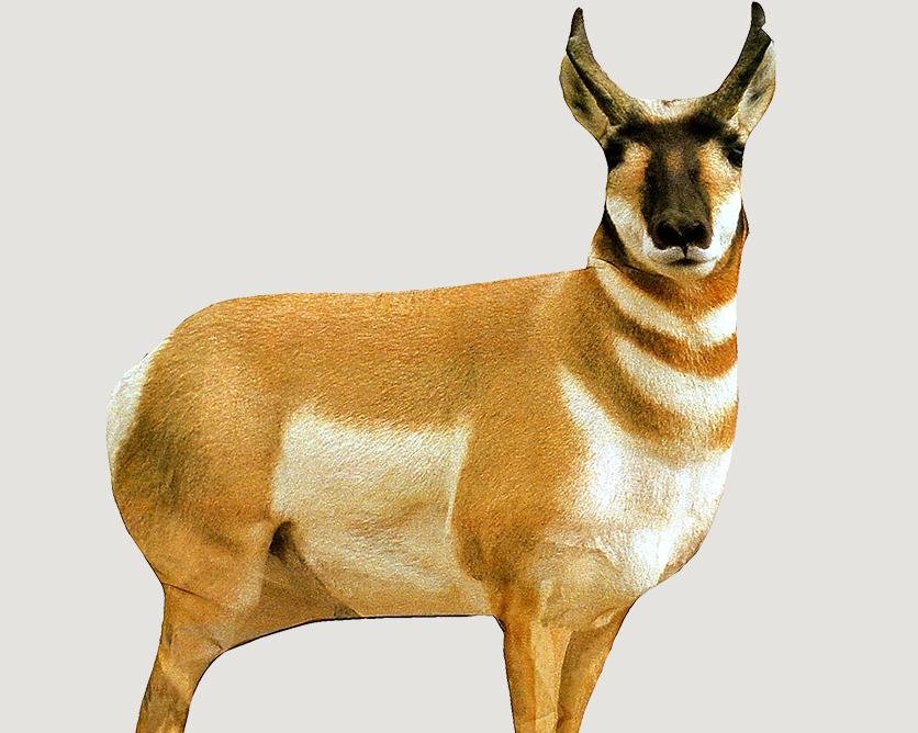 Montana Decoy Antelope Buck 851234000034 Ultra-Compact Pop-Up Design
