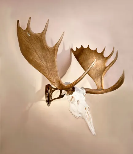 Skullhooker SKHBHASSYBRN Big Hooker Steel Mount for Large/XL Trophies - View 2