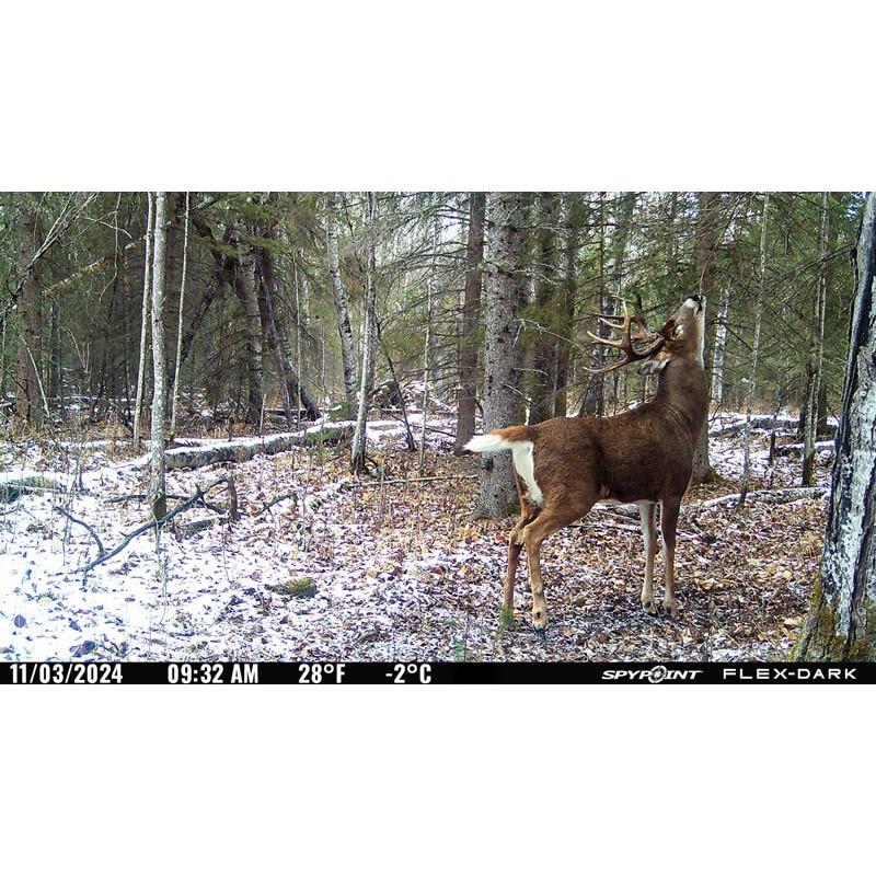 SPYPOINT Flex-Dark Cellular Trail Camera - View 2