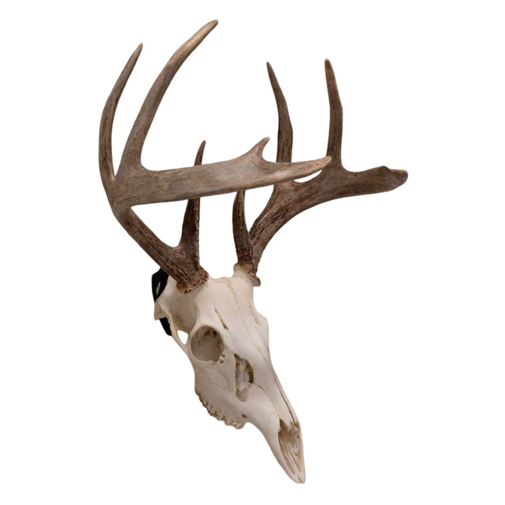 Allen EZ Mount Skull Peg 3 Pack Wall Mounting Accessory 7257 - View 2