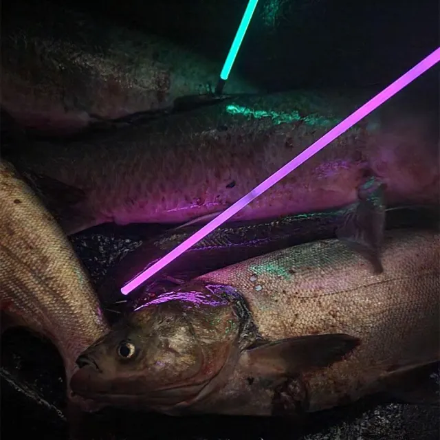 Feradyne Outdoors Muzzy Sabre Translucent Lighted Bowfishing Arrows 1048-C - View 2